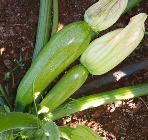 Кабачки азов фото Кабачки азов фото