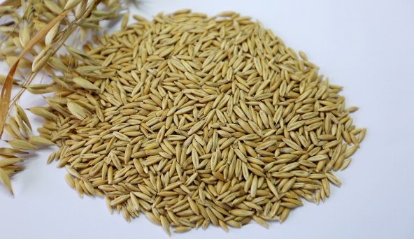 Овес фото семян Овес фото семян