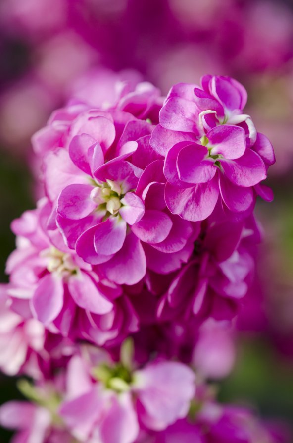 Левкой фото цветов Левкой фото цветов