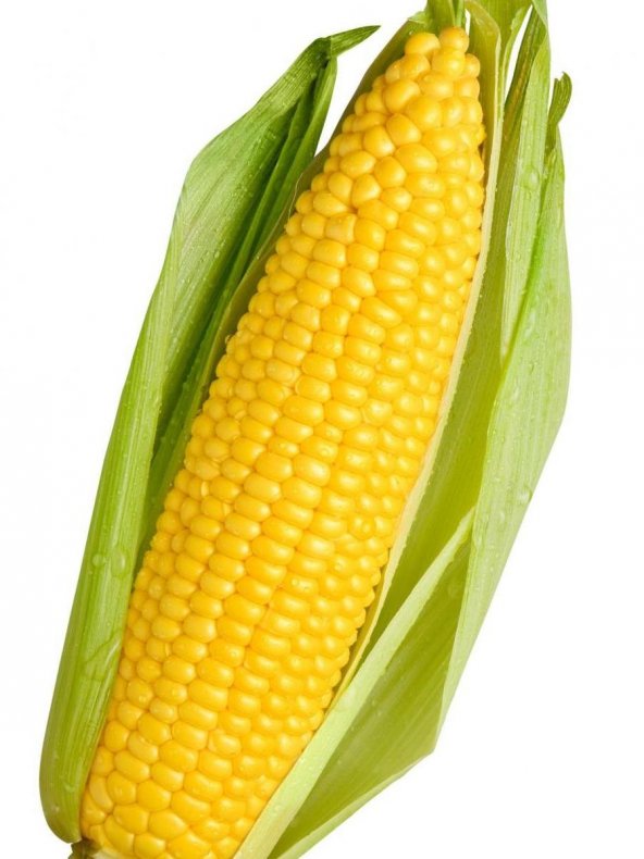 Corn Hentai