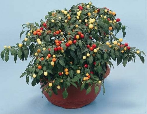 Паслен декоративный фото Паслен декоративный фото