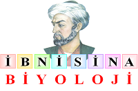 ibnisinabiyoloji