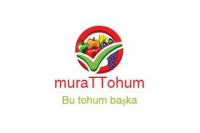 Murattohum