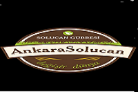 Ankara Solucan