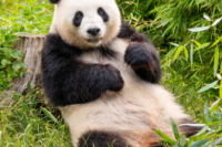 Panda Home 35